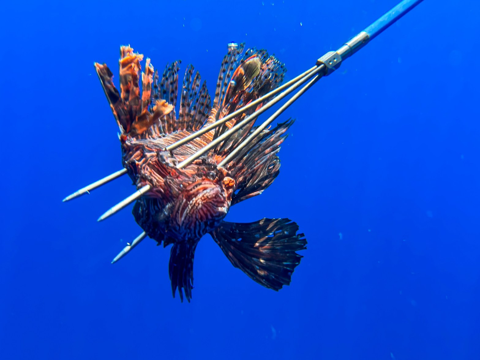 A lionfish on a spear